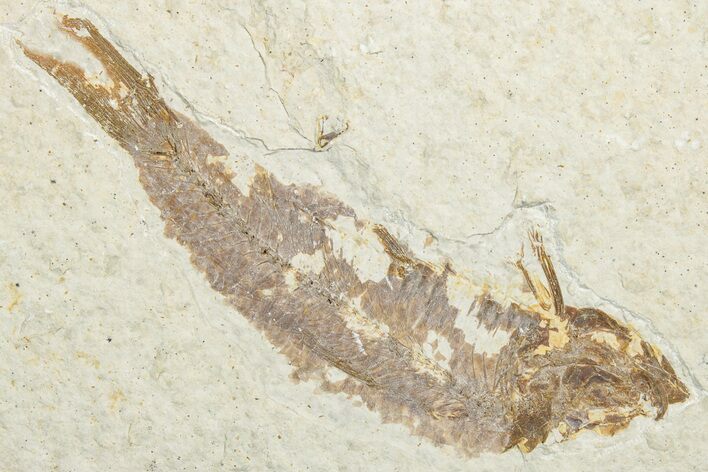 Bargain, Fossil Fish (Knightia) - Wyoming #346038